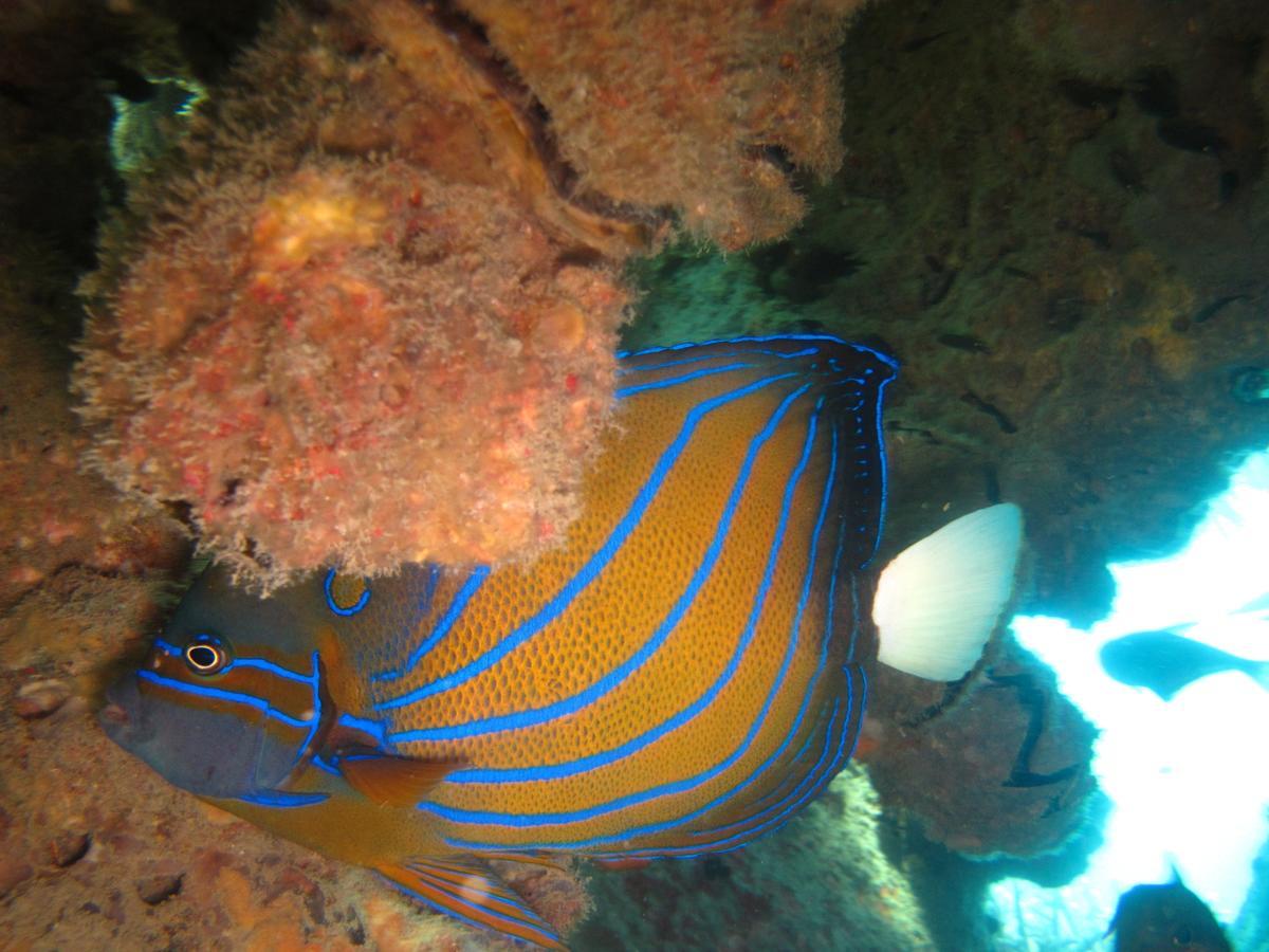 Ombak Dive Resort Perhentian Island Pulau Perhentian Kecil Buitenkant foto